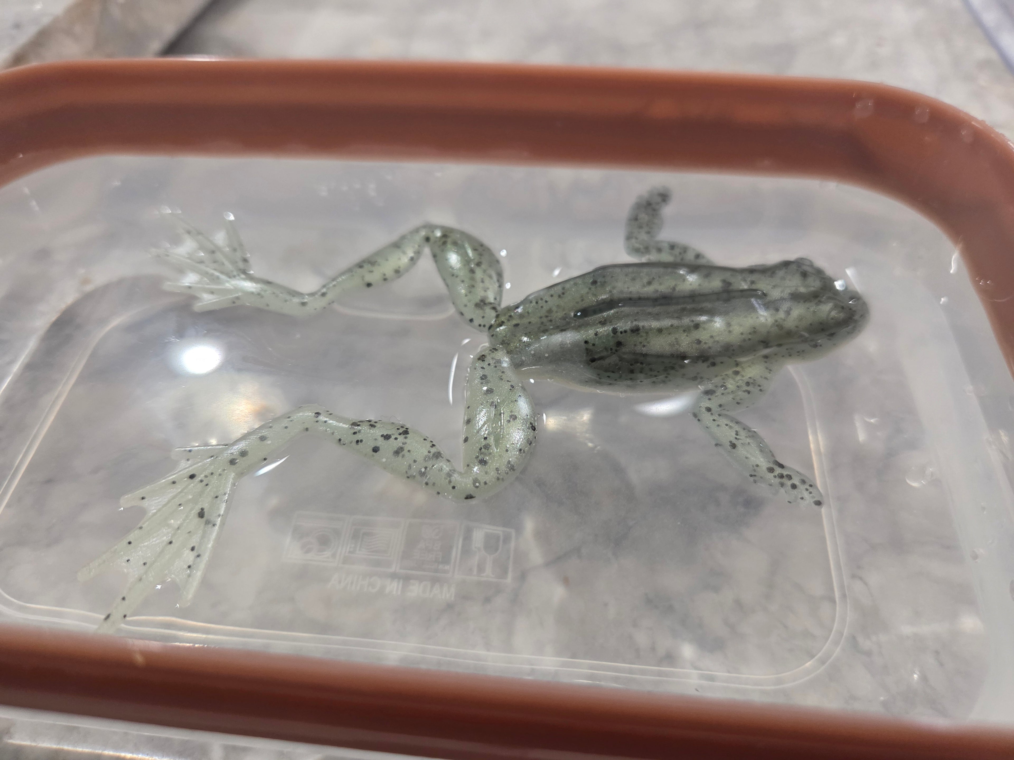 6" extended realistic floating frog