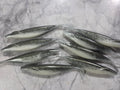 5 inch Saka winged shad 8pc many colors