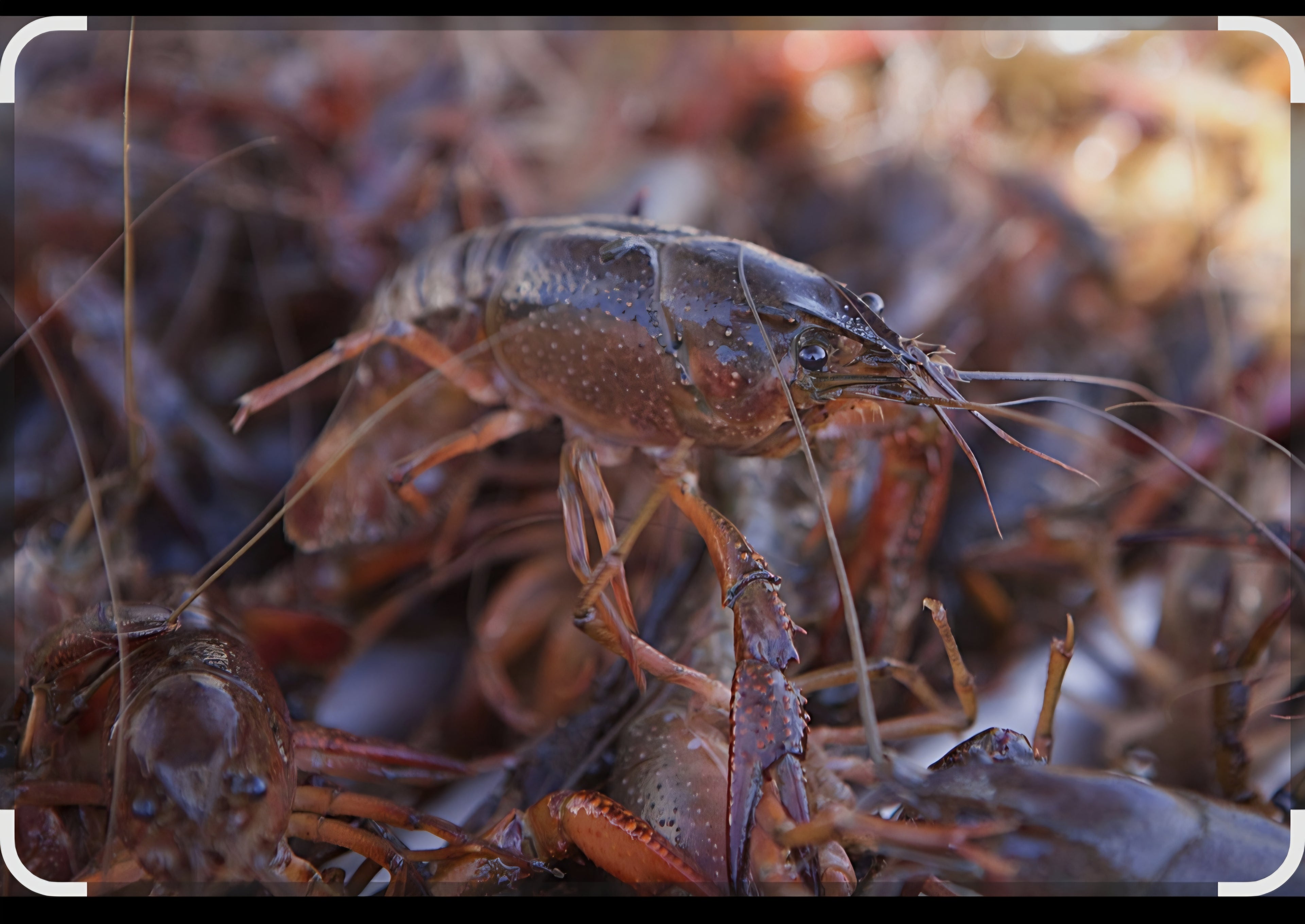 ADD A SCENT FOR FREE